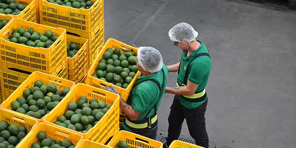 Frutival Aguacates y fruta empacada de alta calidad Empresa Equipo Frutival Aguacates y fruta empacada de alta calidad Empresa Equipo