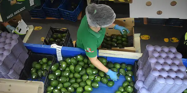Frutival Aguacates y fruta empacada de alta calidad Empresa Responsabilidad Frutival Aguacates y fruta empacada de alta calidad Empresa Responsabilidad