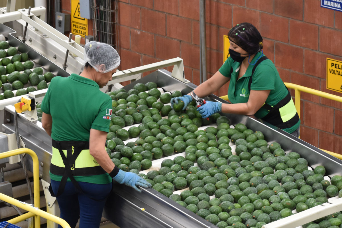 Frutival Aguacates y fruta empacada de alta calidad Aguacates Historia Frutival Aguacates y fruta empacada de alta calidad Aguacates Historia