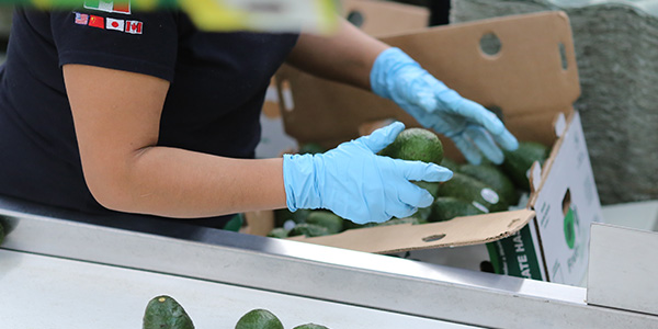 Frutival Aguacates y fruta empacada de alta calidad Empresa Pasion Frutival Aguacates y fruta empacada de alta calidad Empresa Pasion