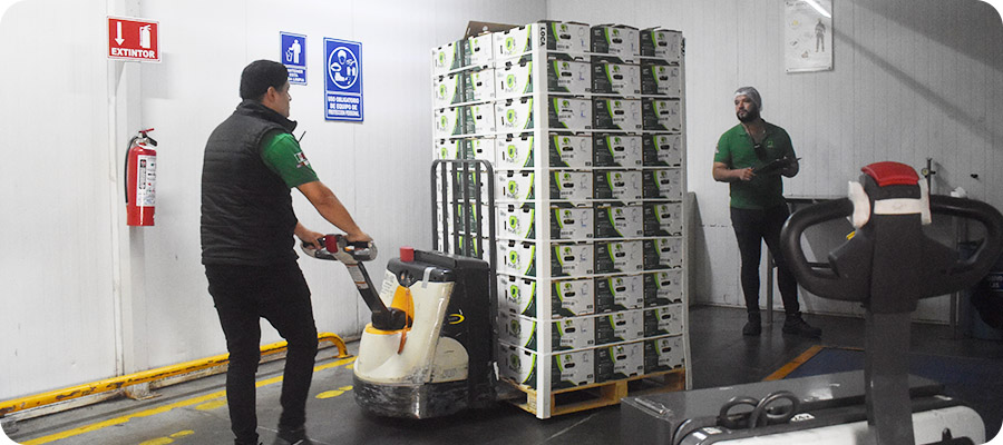 Frutival Aguacates y fruta empacada de alta calidad Proceso Transporte