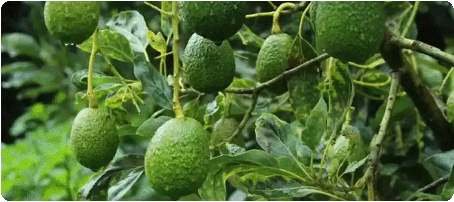 Frutival Aguacates y fruta empacada de alta calidad Proceso Cosecha
